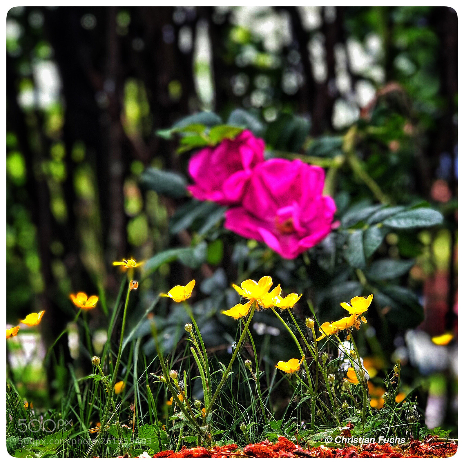Apple iPhone 8 Plus sample photo. Tiny flowers photography