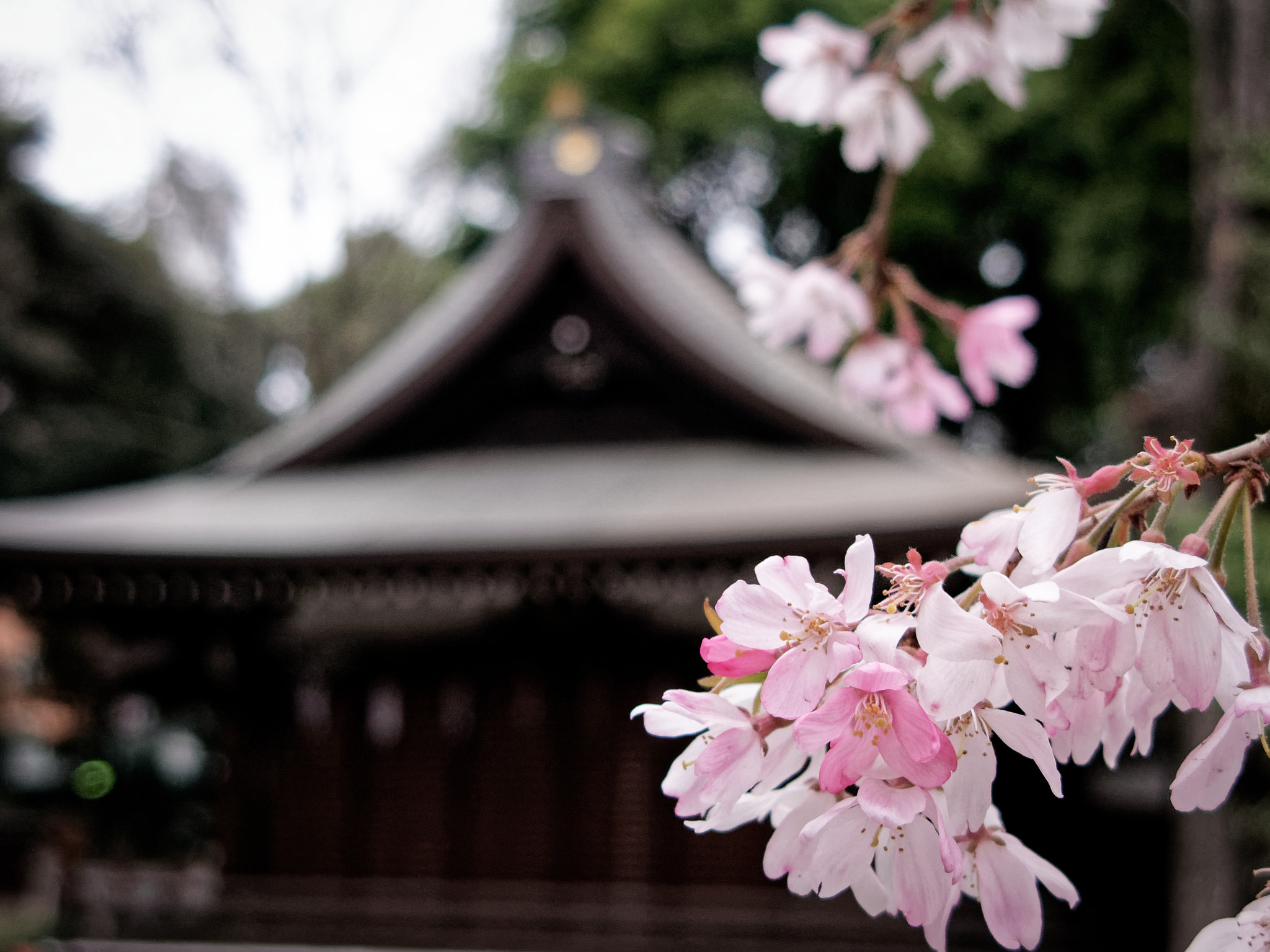 Canon POWERSHOT G9 sample photo. Sakura cherry blossoms, tokyo 2009 photography