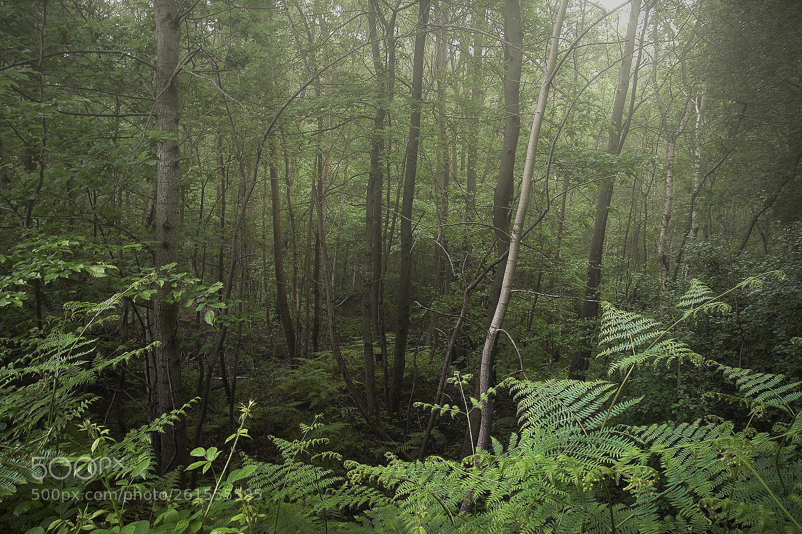 Nikon D7200 sample photo. Sunlight and mist photography