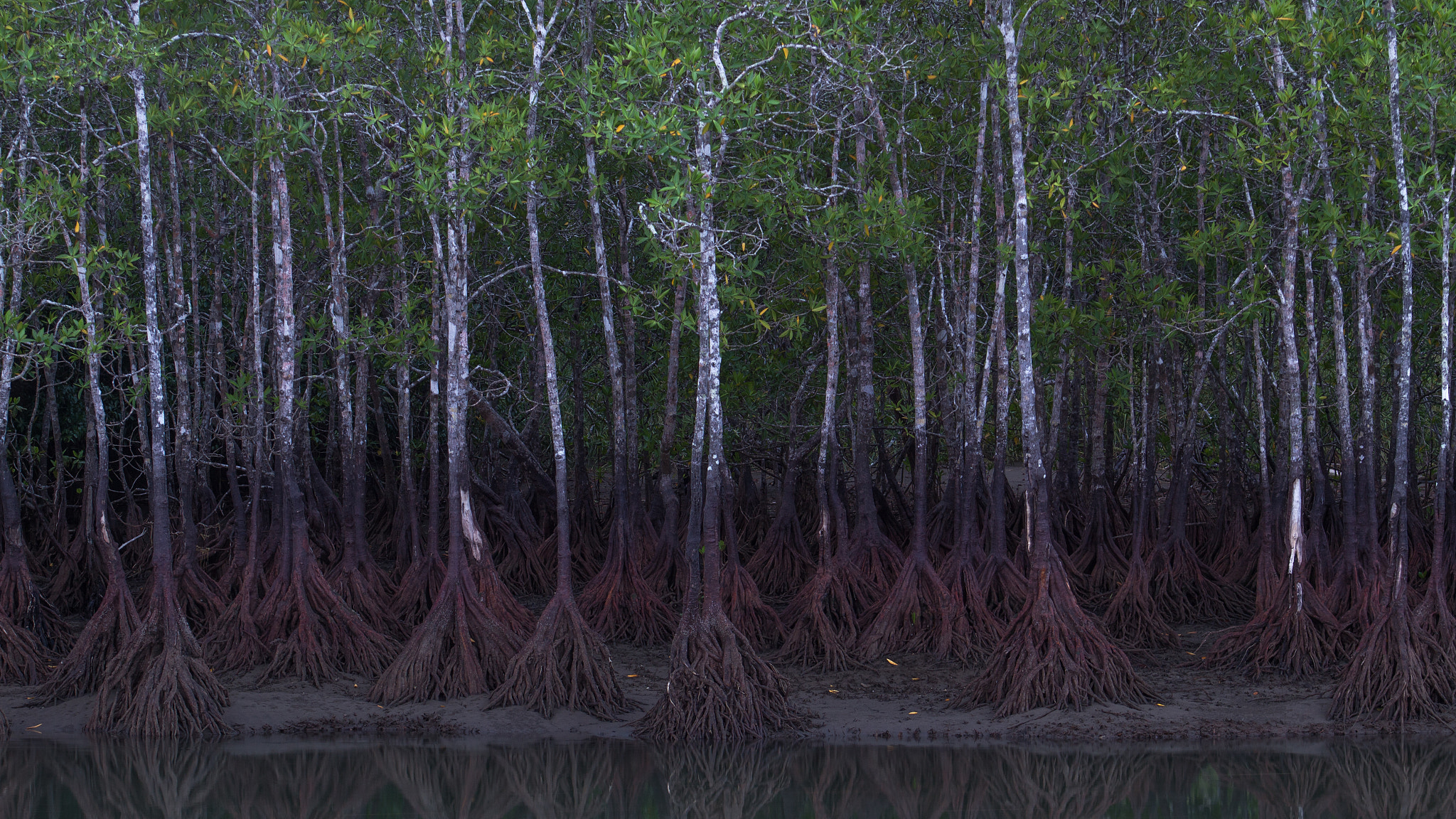 Canon EOS M sample photo. Mangrove trees photography