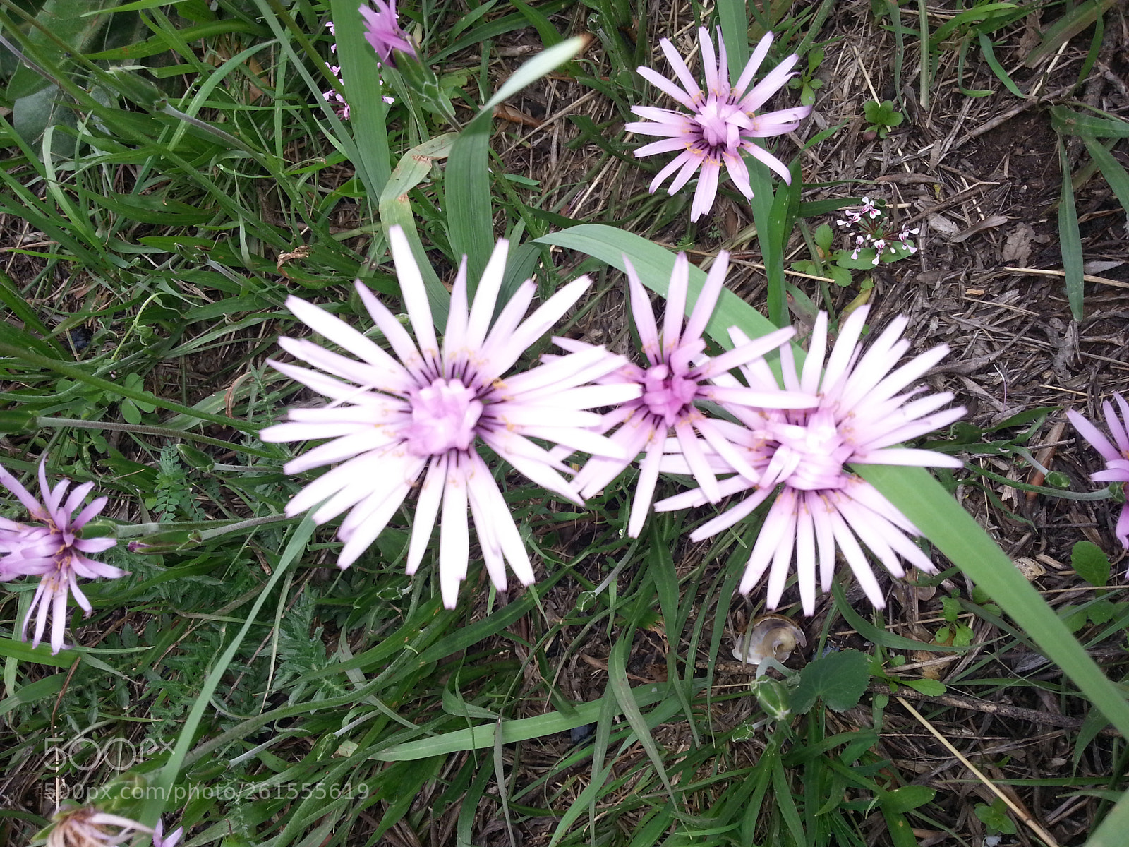 Samsung Galaxy S3 sample photo. Untitled photography