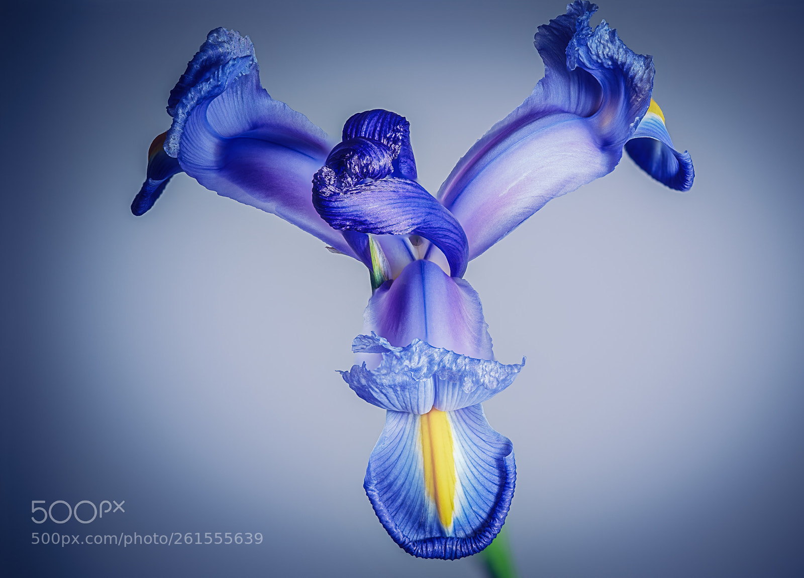 Sony a7R III sample photo. Iris photography