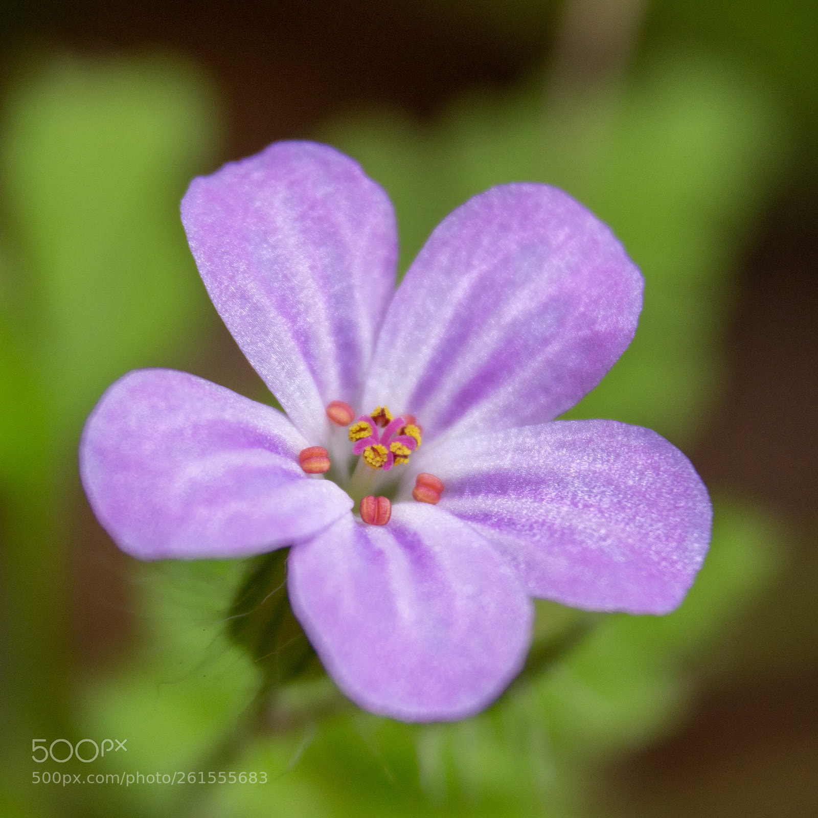 Canon EOS 700D (EOS Rebel T5i / EOS Kiss X7i) sample photo. Just a little flower photography