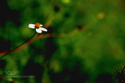 Nikon D80 sample photo. Gash fool / wild flower photography