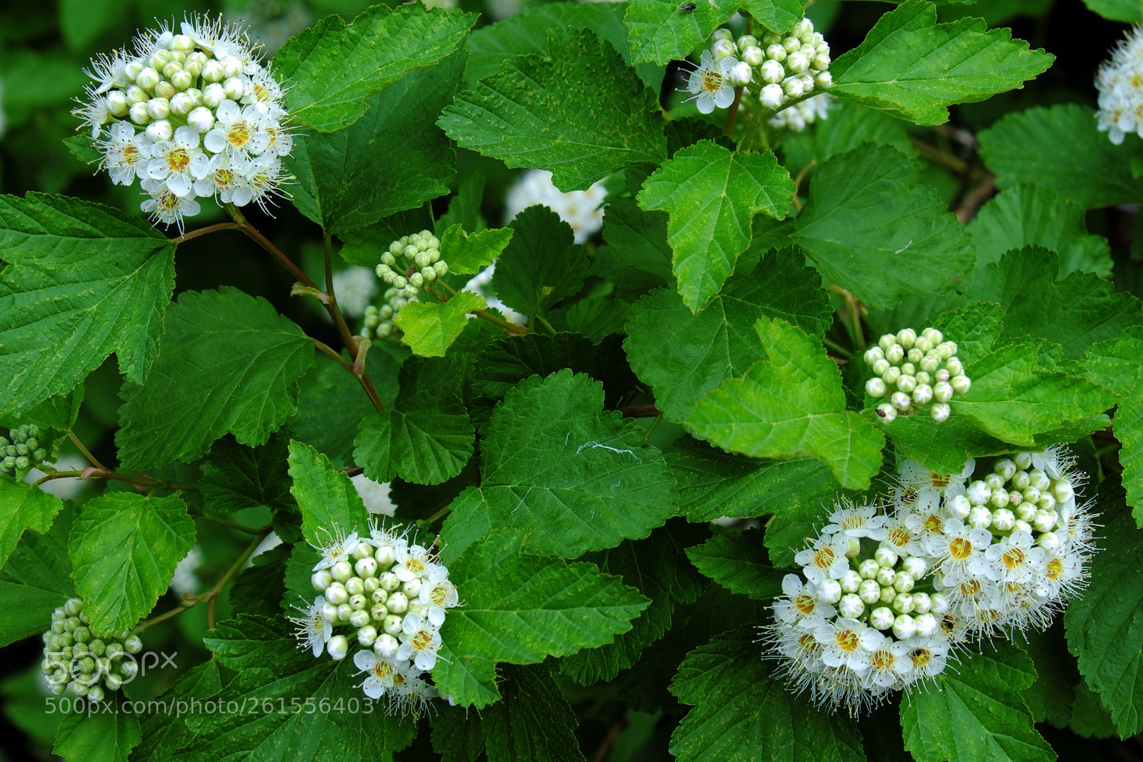 Fujifilm X-T20 sample photo. Flowers photography