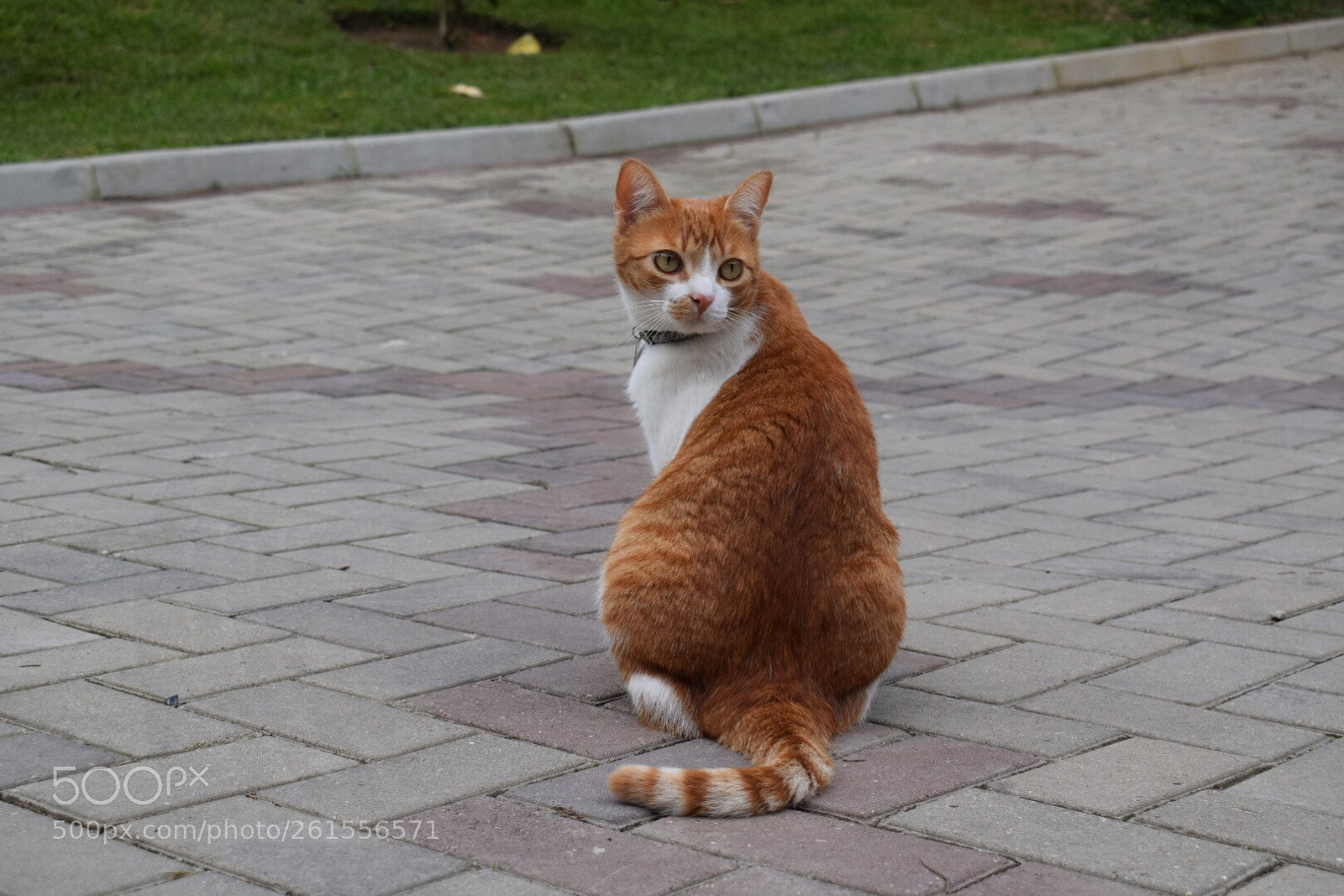 Nikon D5300 sample photo. Untitled photography