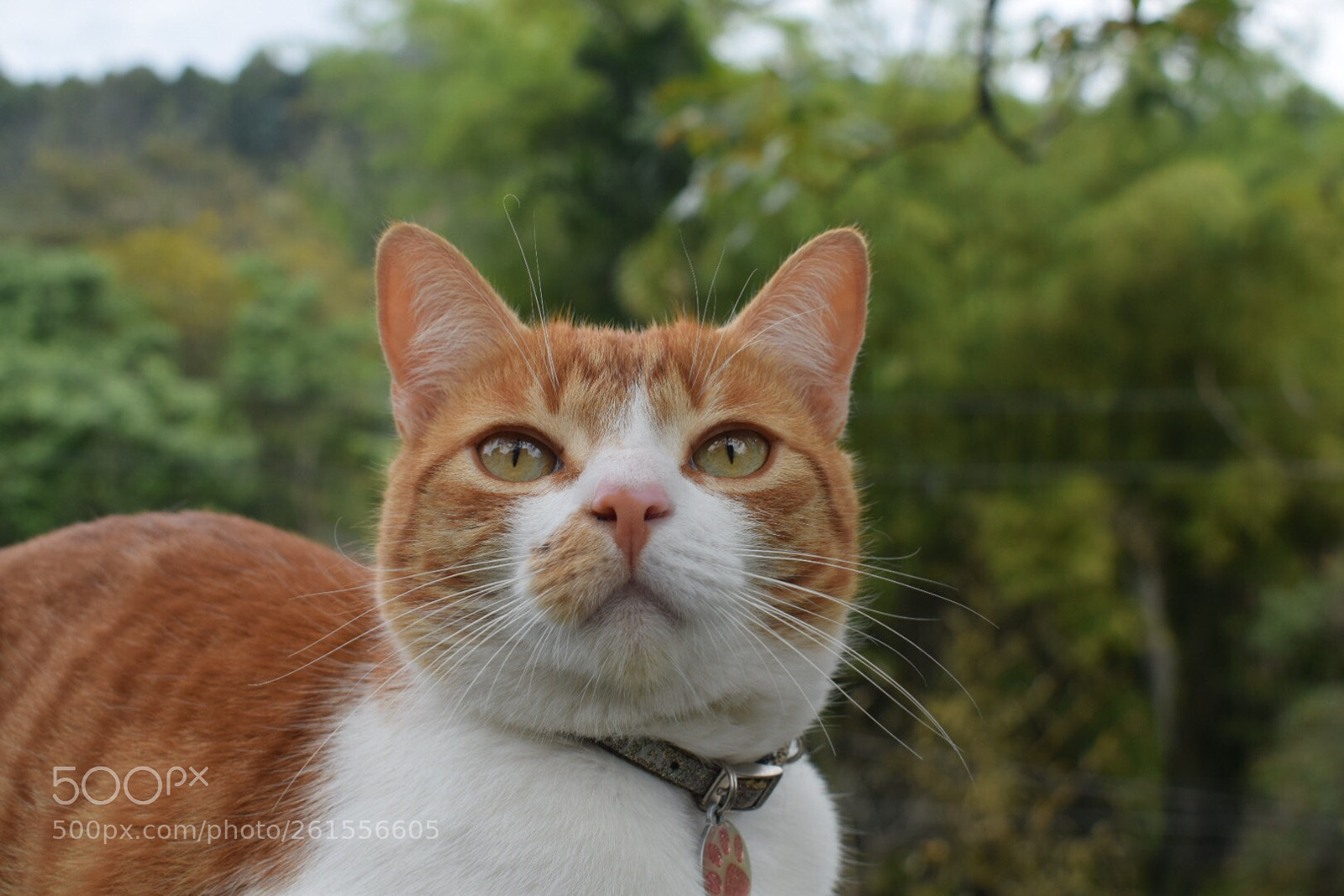 Nikon D5300 sample photo. Nalha photography