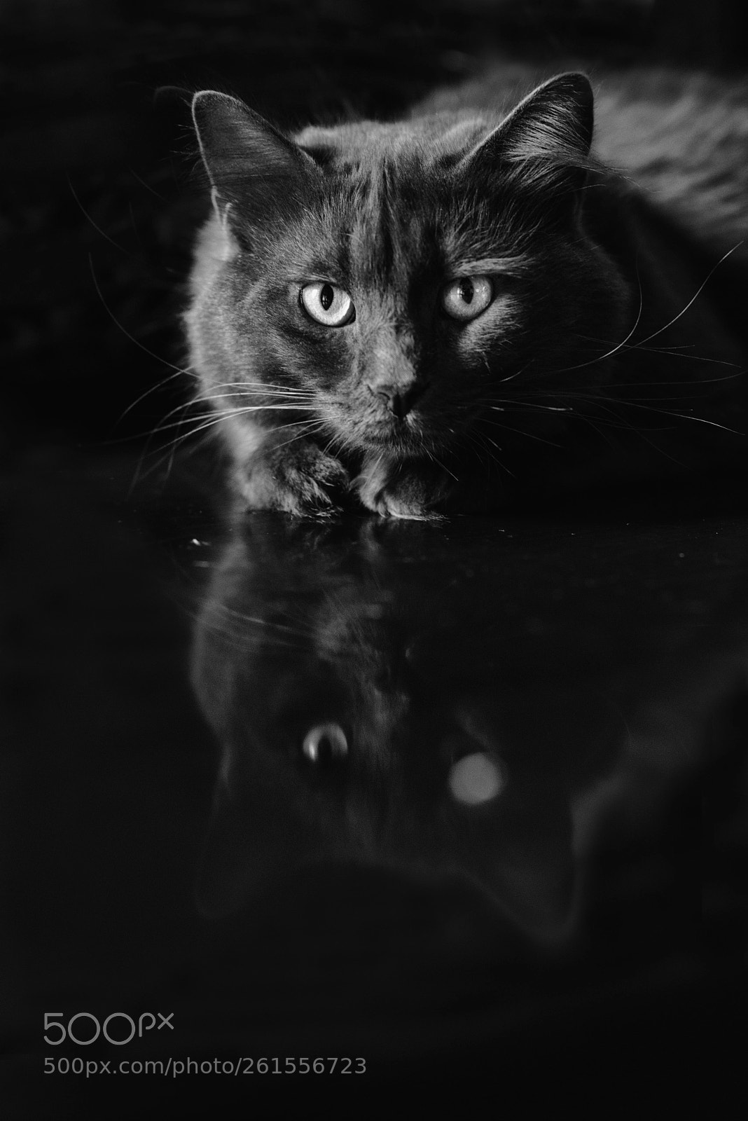 Nikon D750 sample photo. Simba photography