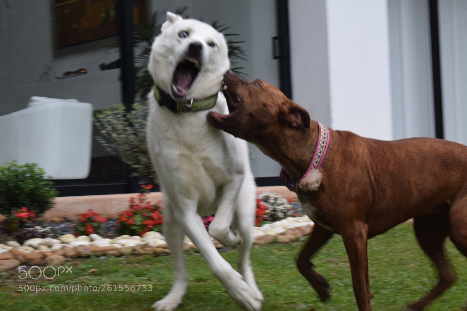 Nikon D5300 sample photo. Play time photography