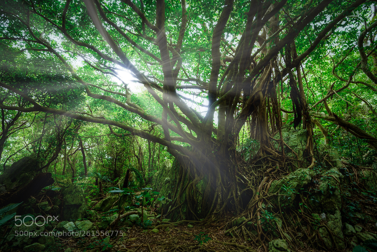 Sony a7R III sample photo. Big banyan tree photography