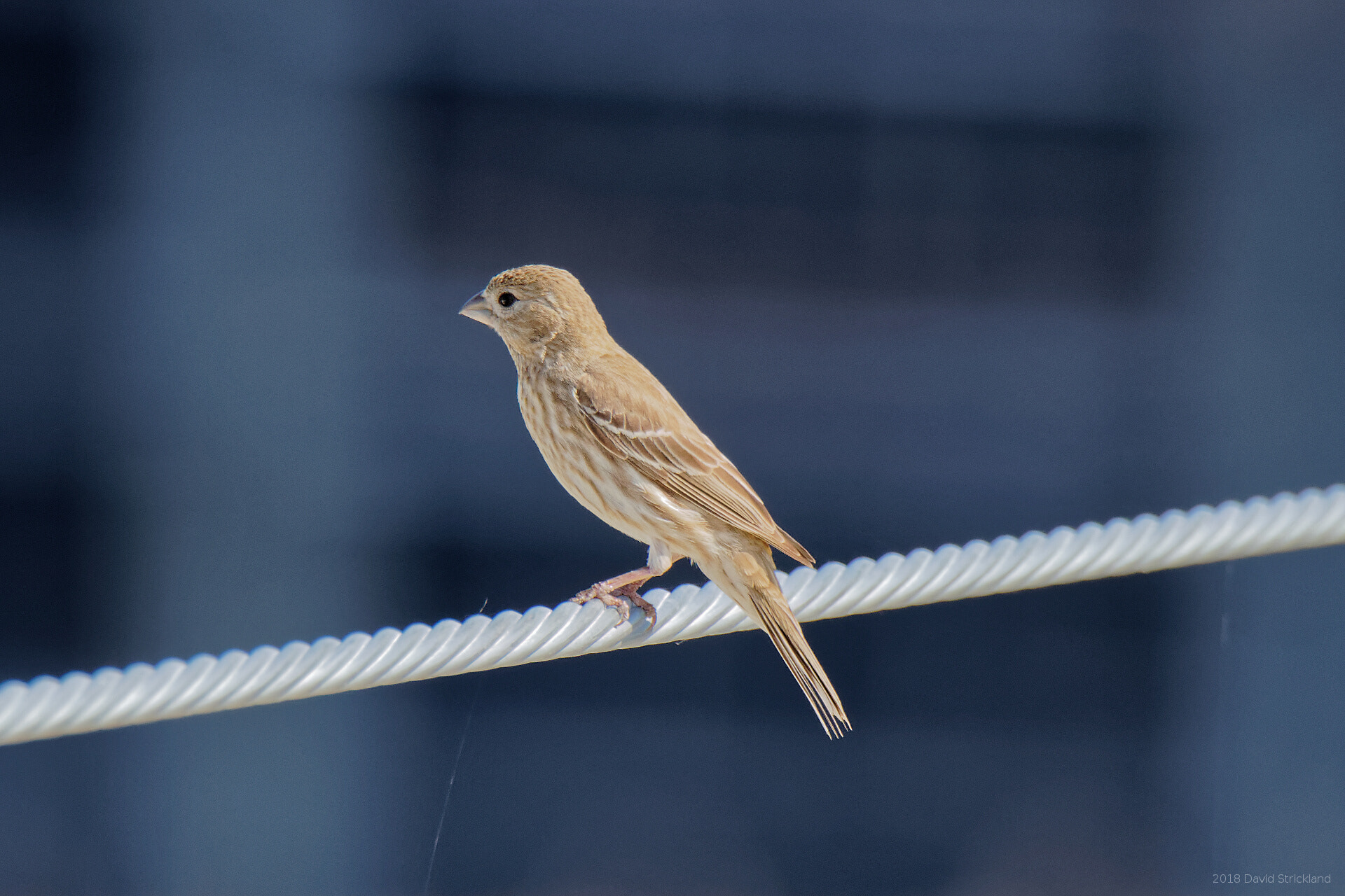 Canon EOS 800D (EOS Rebel T7i / EOS Kiss X9i) + Canon EF 100-400mm F4.5-5.6L IS II USM sample photo. House finch (female) photography