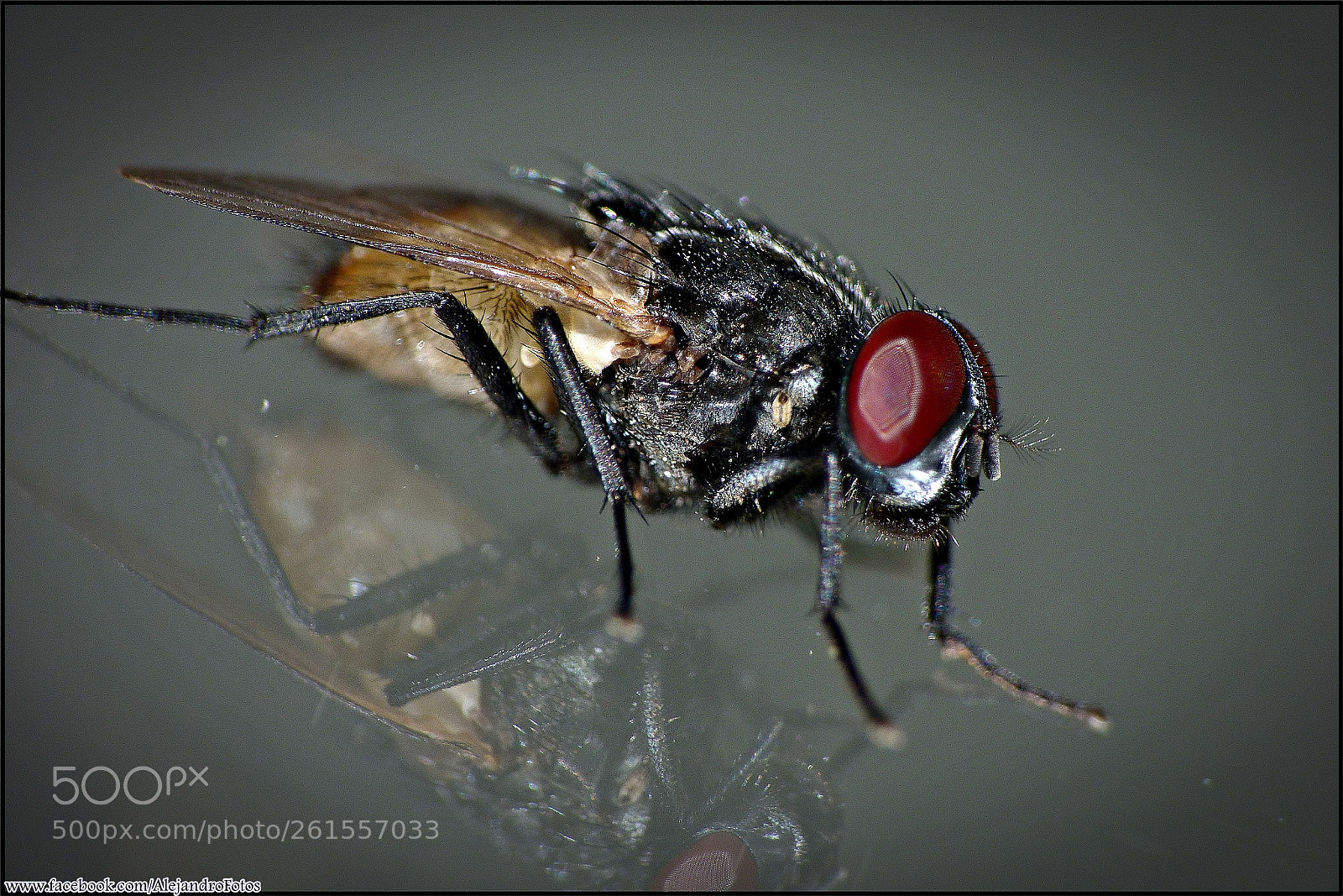 Panasonic DMC-FZ72 sample photo. Múscidos (muscidae) photography