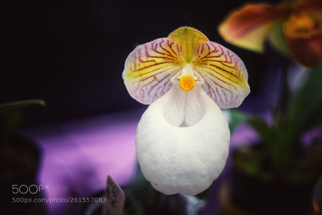Canon EOS 5D Mark II sample photo. Untitled photography