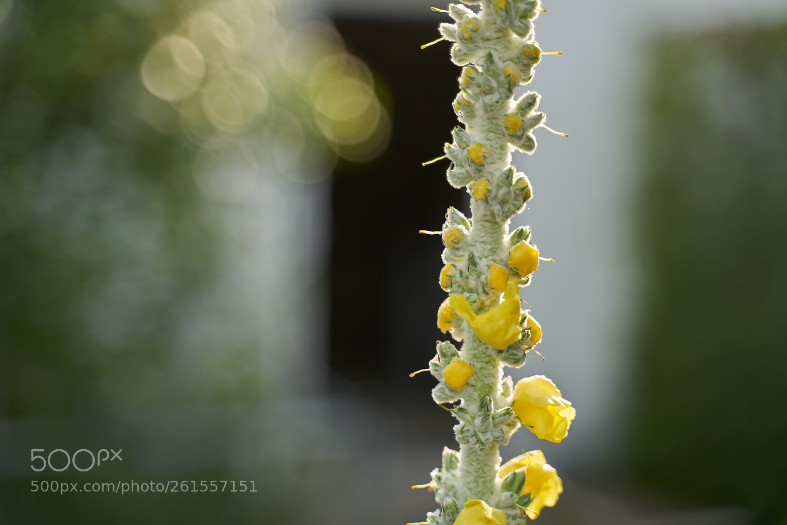 Sony a7R II sample photo. Verbascum photography