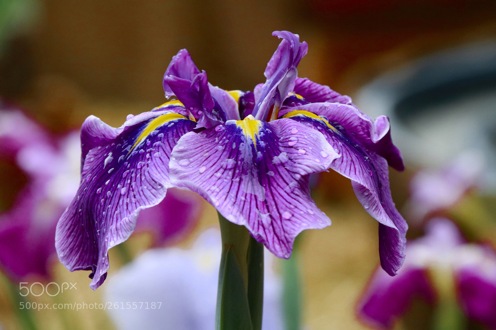 Canon EOS 750D (EOS Rebel T6i / EOS Kiss X8i) sample photo. Stunning beauty photography