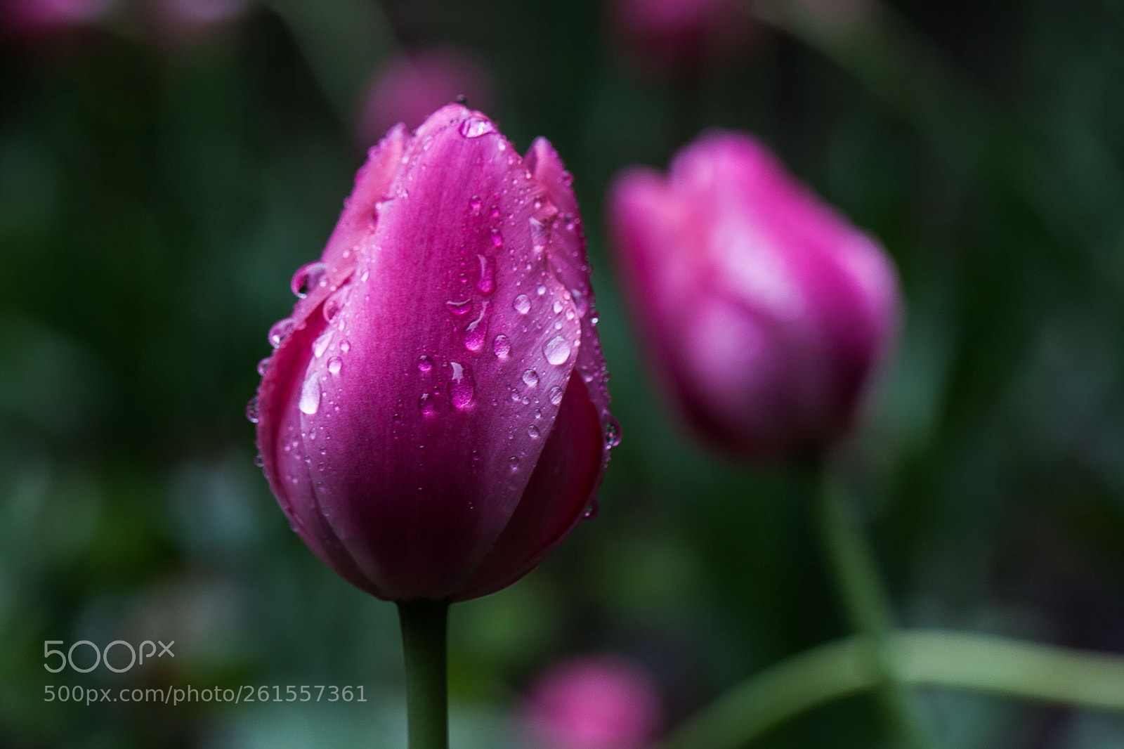 Canon EOS 5D Mark II sample photo. Untitled photography
