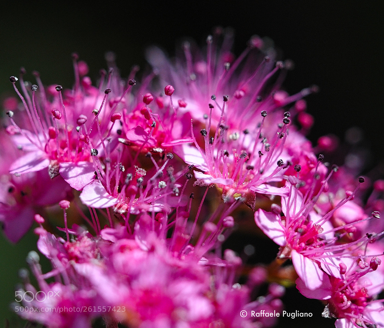 Nikon D3 sample photo. 55mm + nikon pk-13 photography