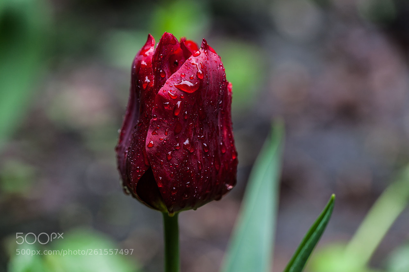 Canon EOS 5D Mark II sample photo. Untitled photography