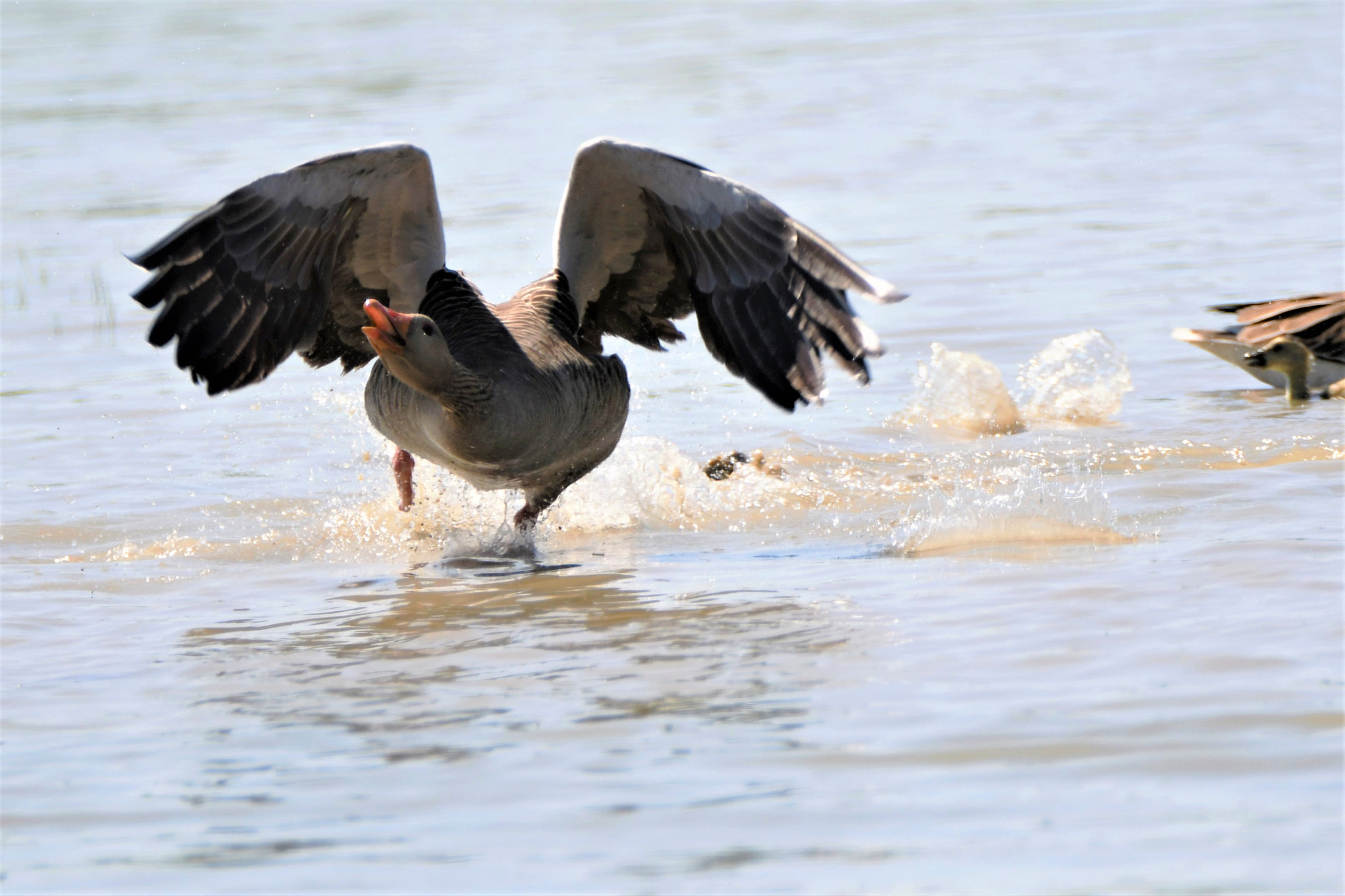 Nikon D7500 sample photo. Running on water photography