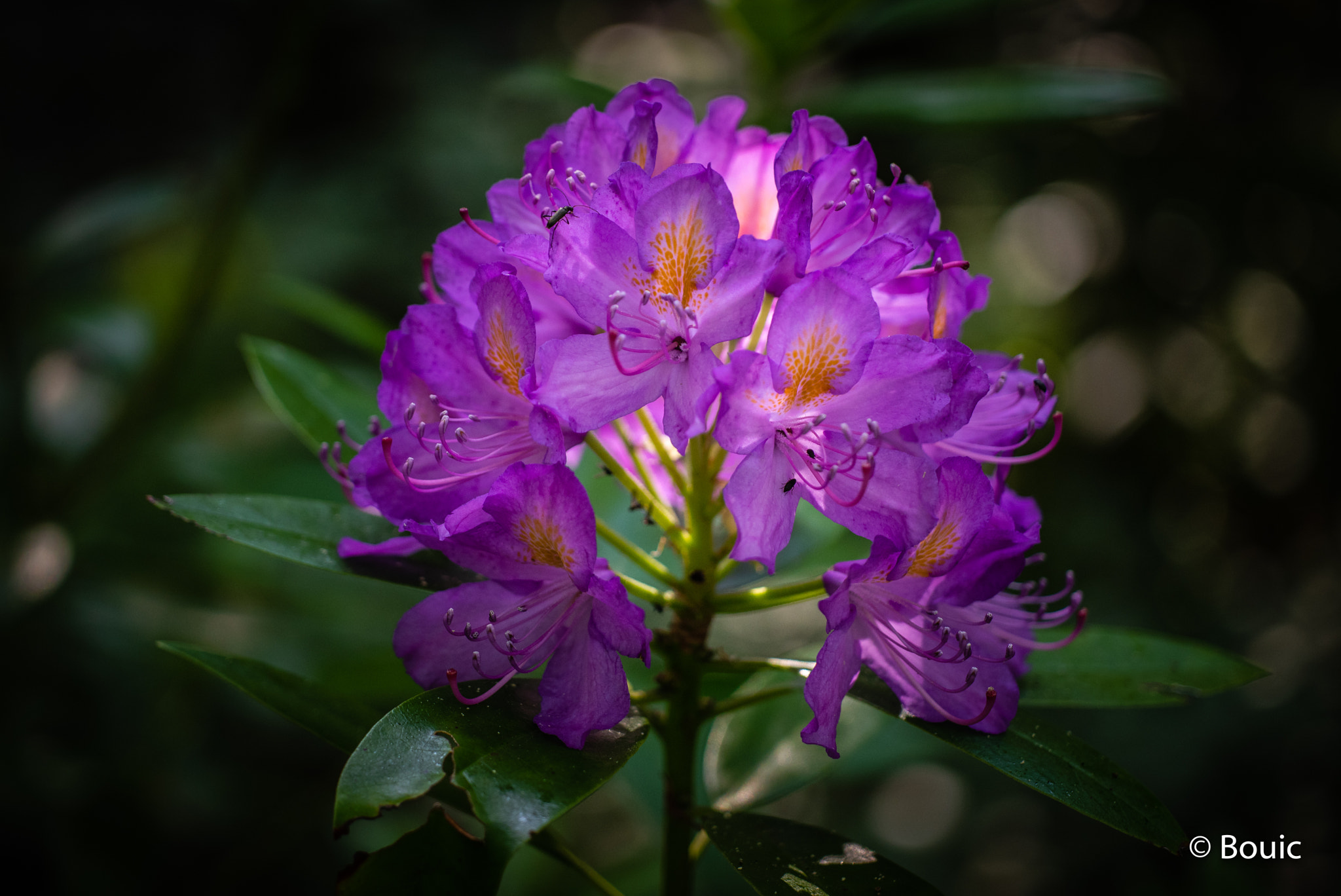 Leica CL sample photo. Wild rhododendron photography
