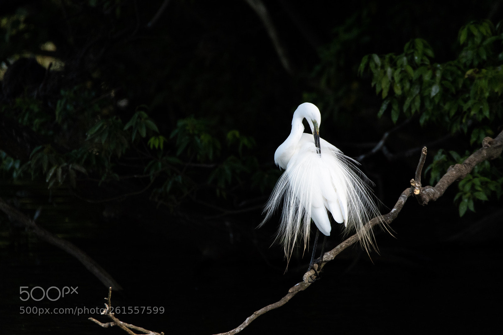 Nikon D500 sample photo. Great egret photography