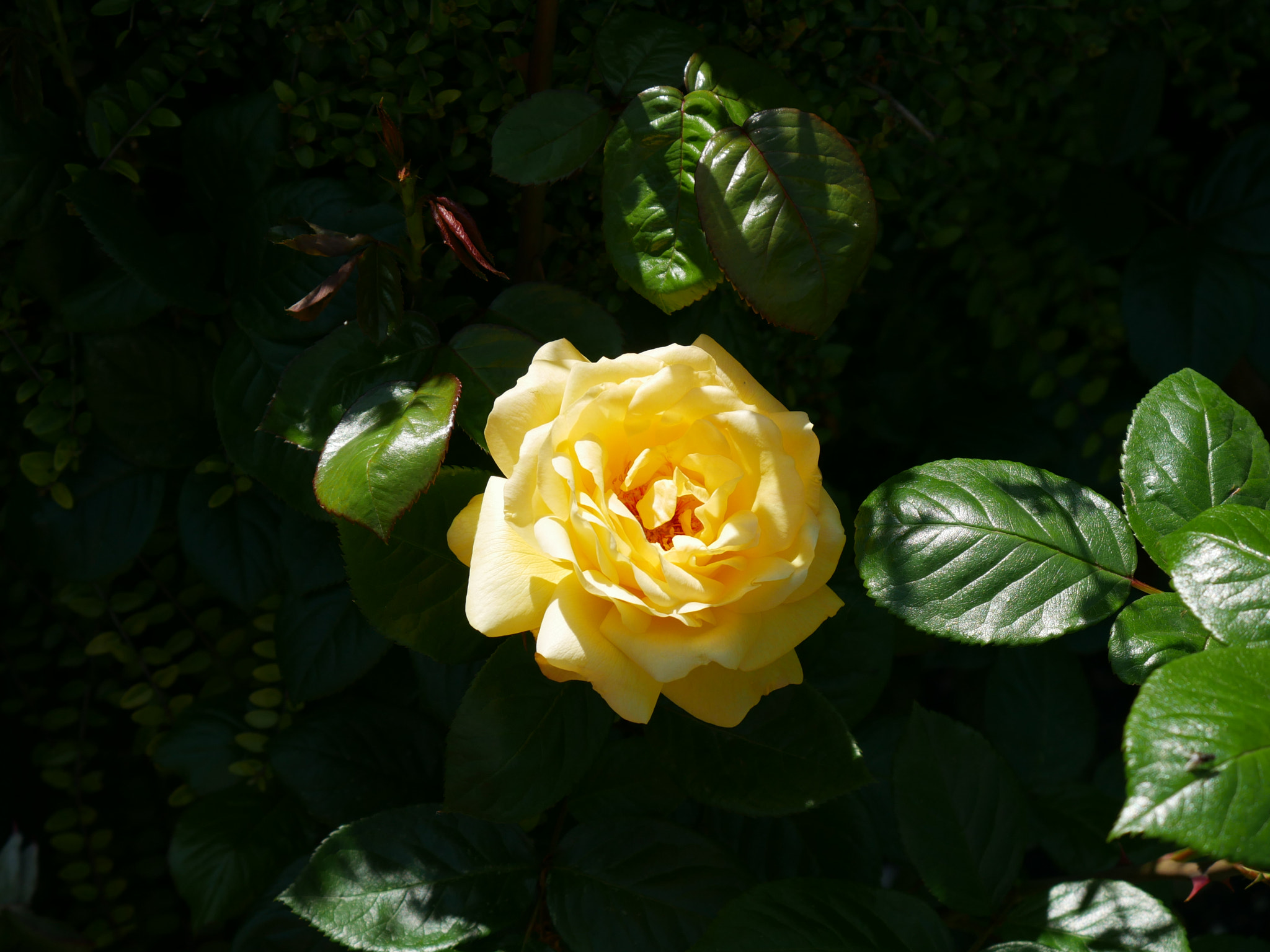Panasonic Lumix DMC-G7 sample photo. Light in the dark photography