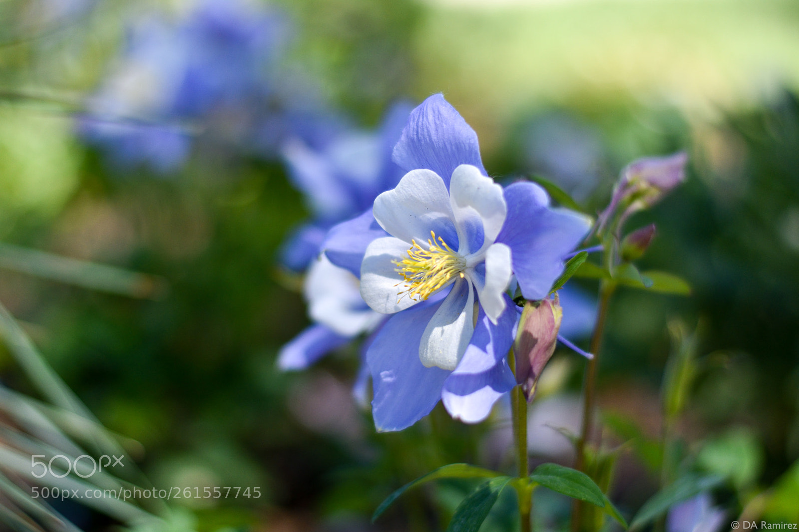 Nikon D3400 sample photo. Columbine photography