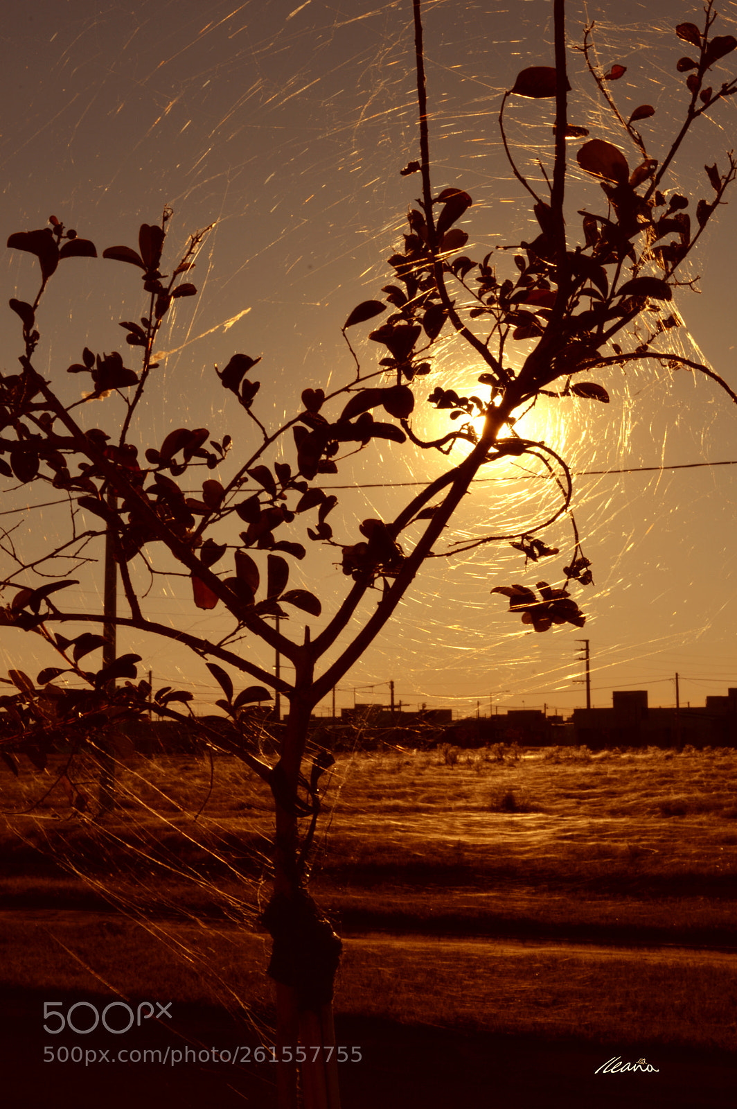 Nikon D3200 sample photo. La tela araña photography