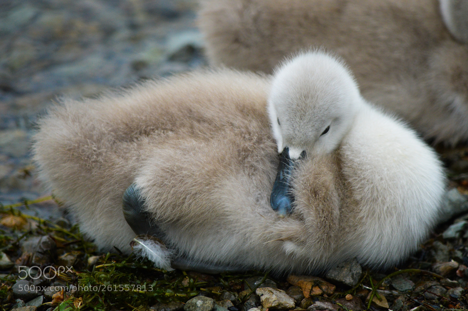 Nikon D3200 sample photo. Cygnet photography