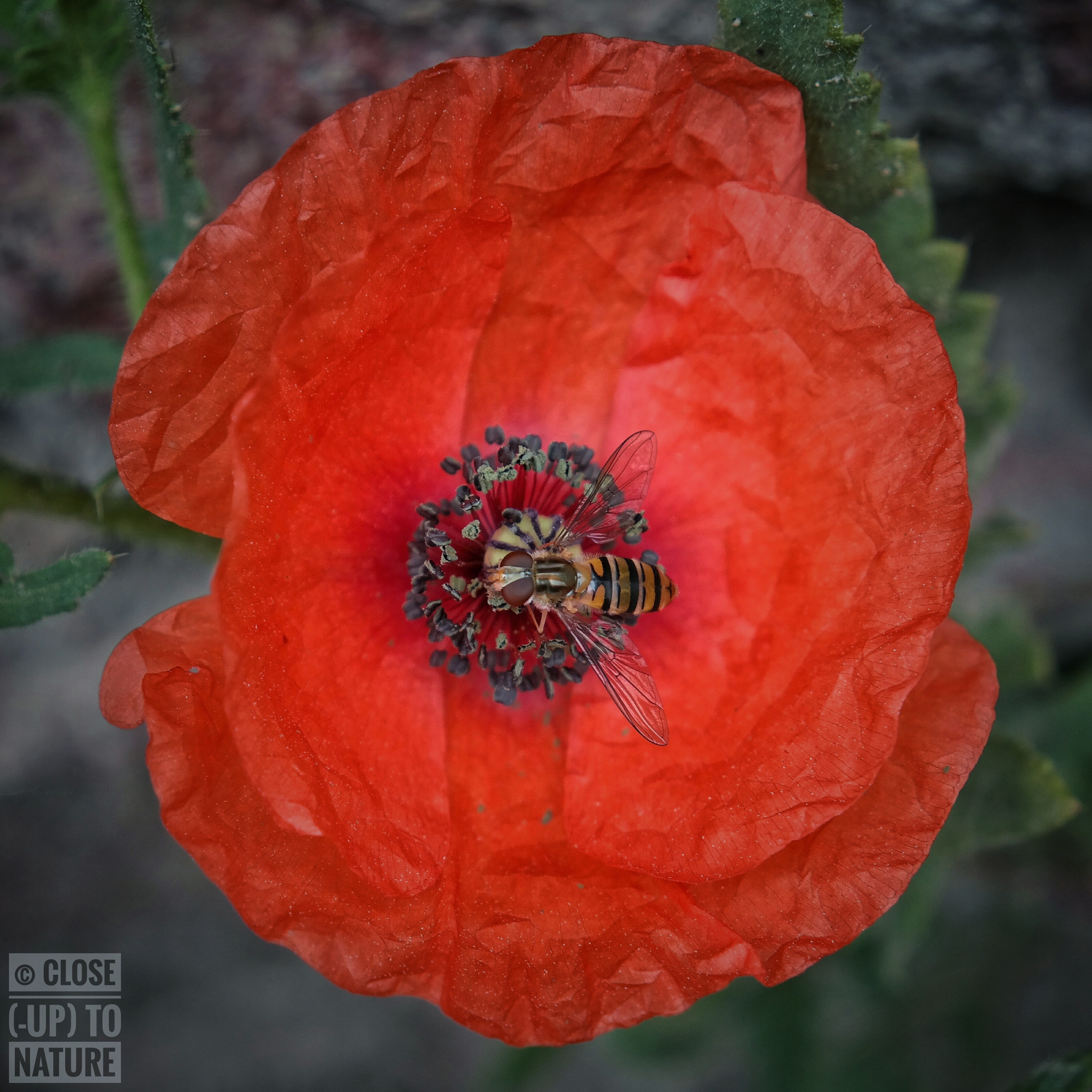 Samsung NX300M sample photo. Poppie (2) photography