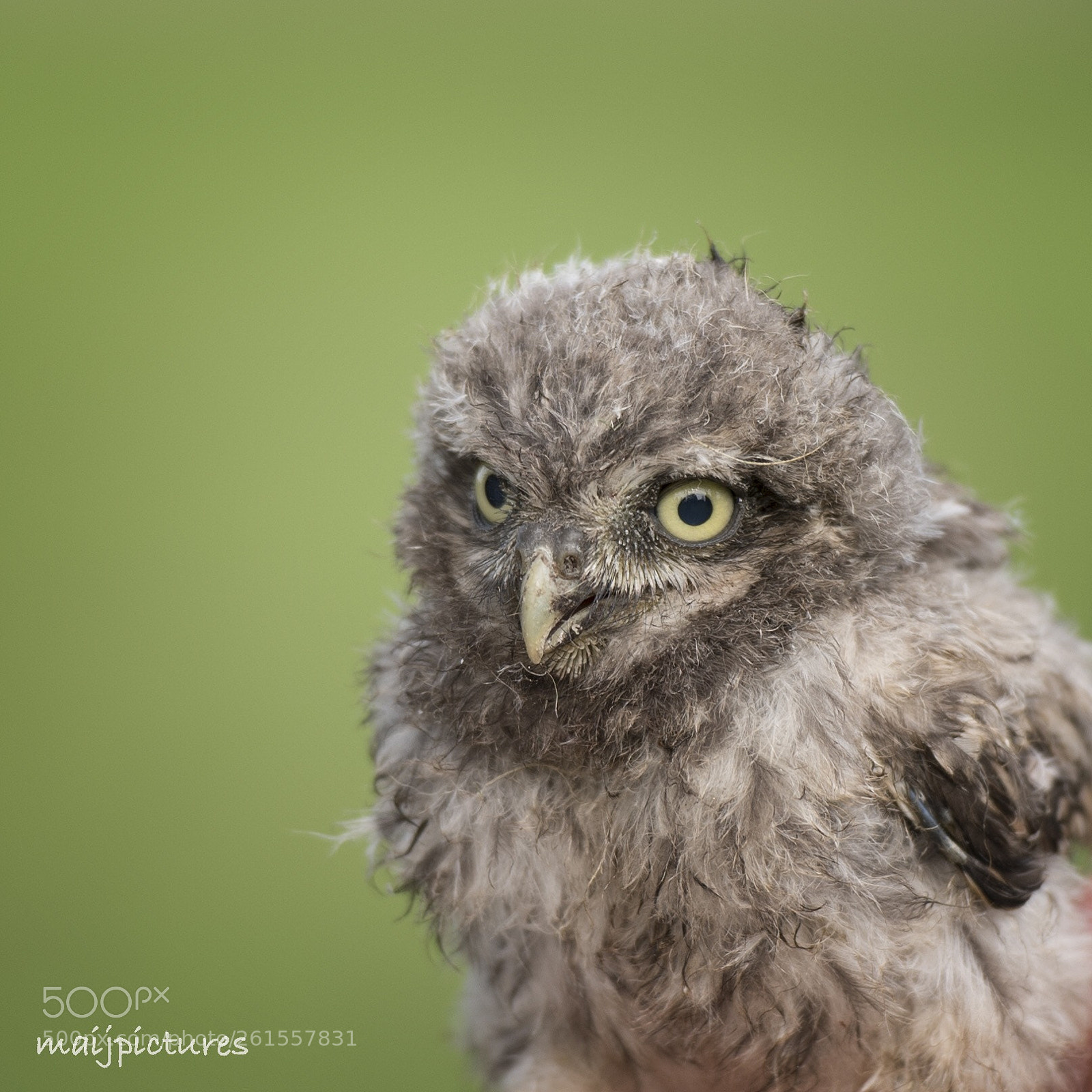 Nikon D750 sample photo. Owl photography