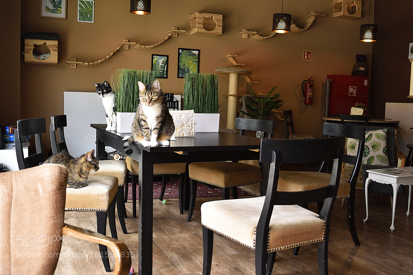 Nikon D3400 sample photo. Miau cafe, warsaw photography