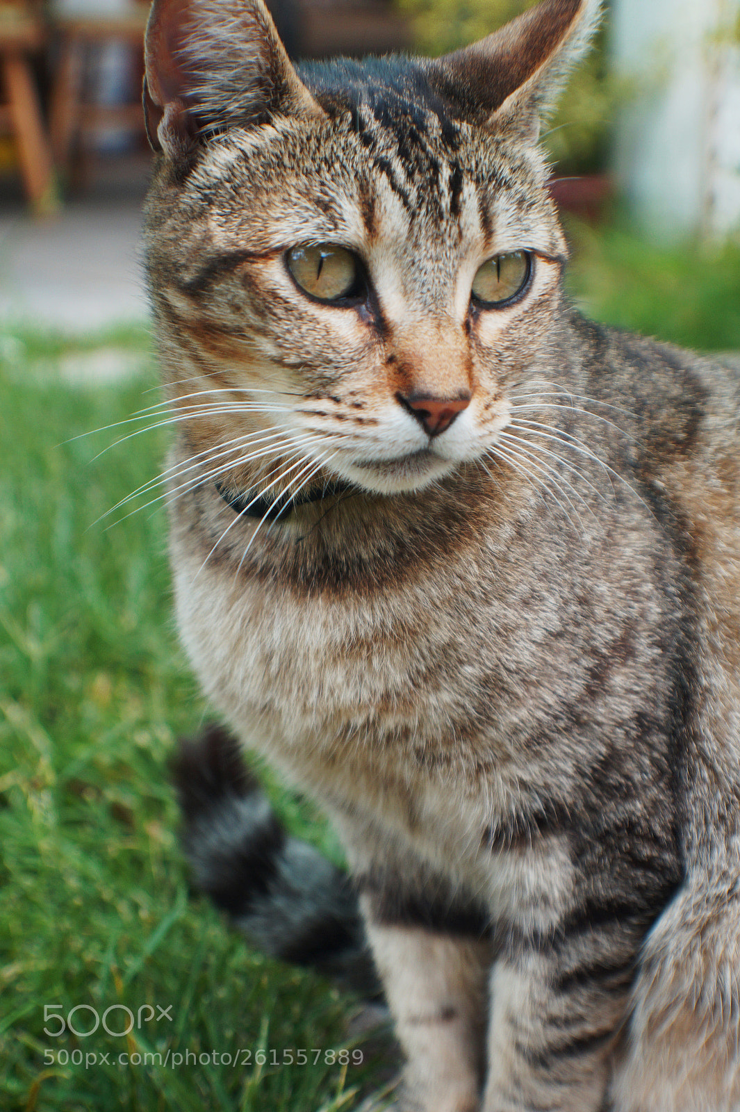 Sony SLT-A58 sample photo. انوشكا photography