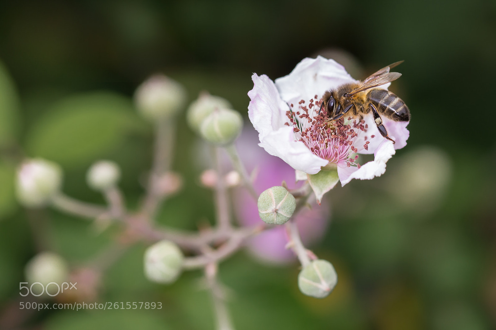 Canon EOS 6D sample photo. Bee  090618-4260 photography