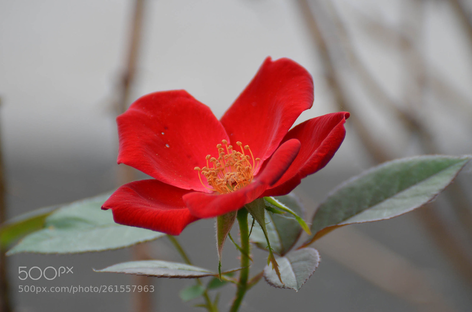 Nikon D5100 sample photo. Red flower photography