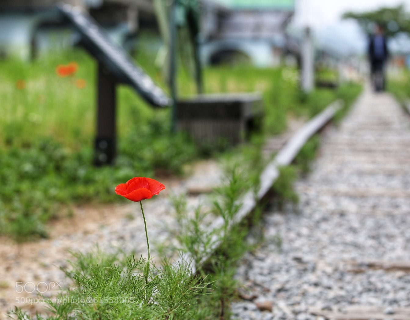 Canon EOS 5D Mark IV sample photo. Alone photography