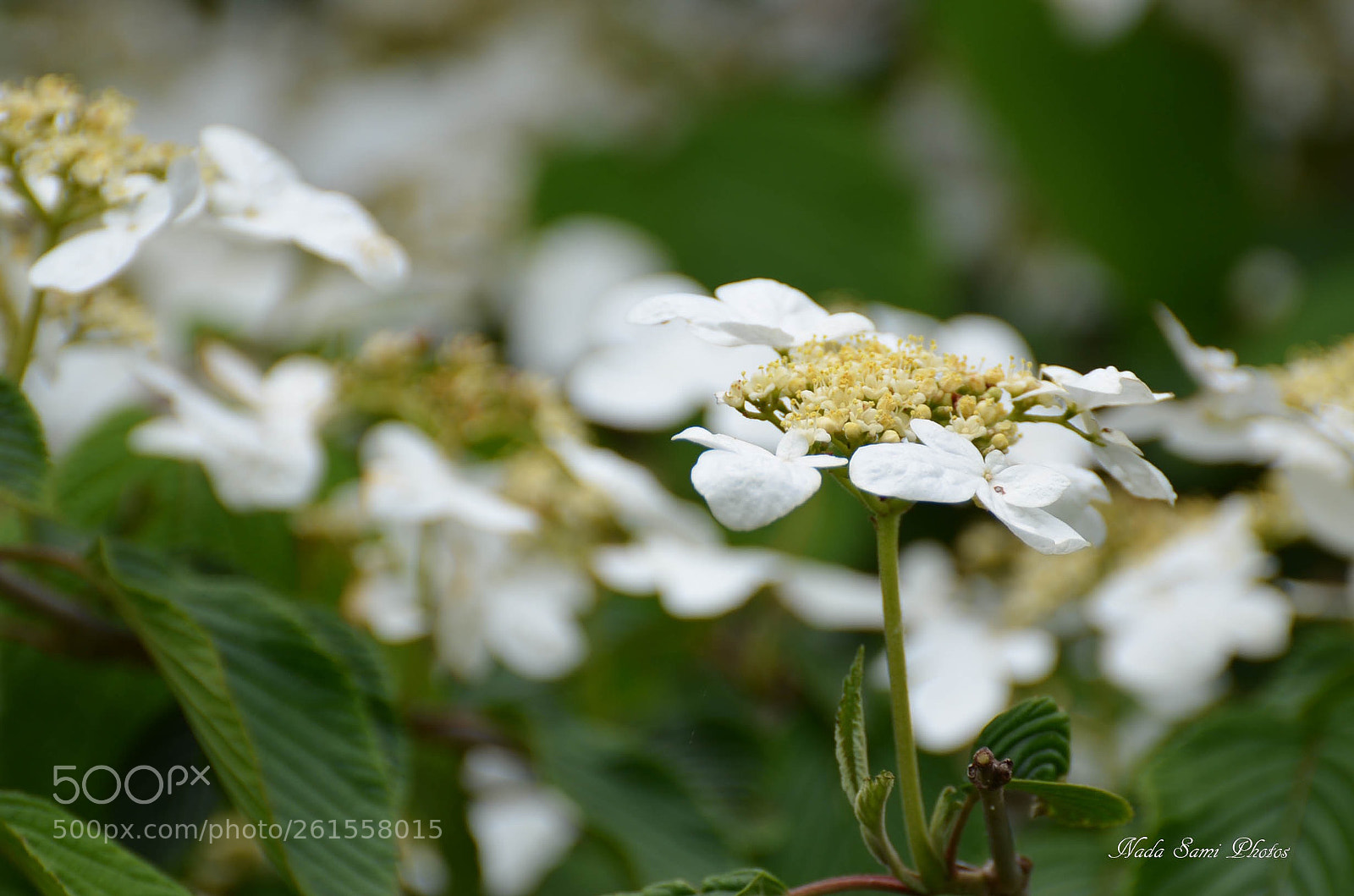 Nikon D5100 sample photo. White flowers photography