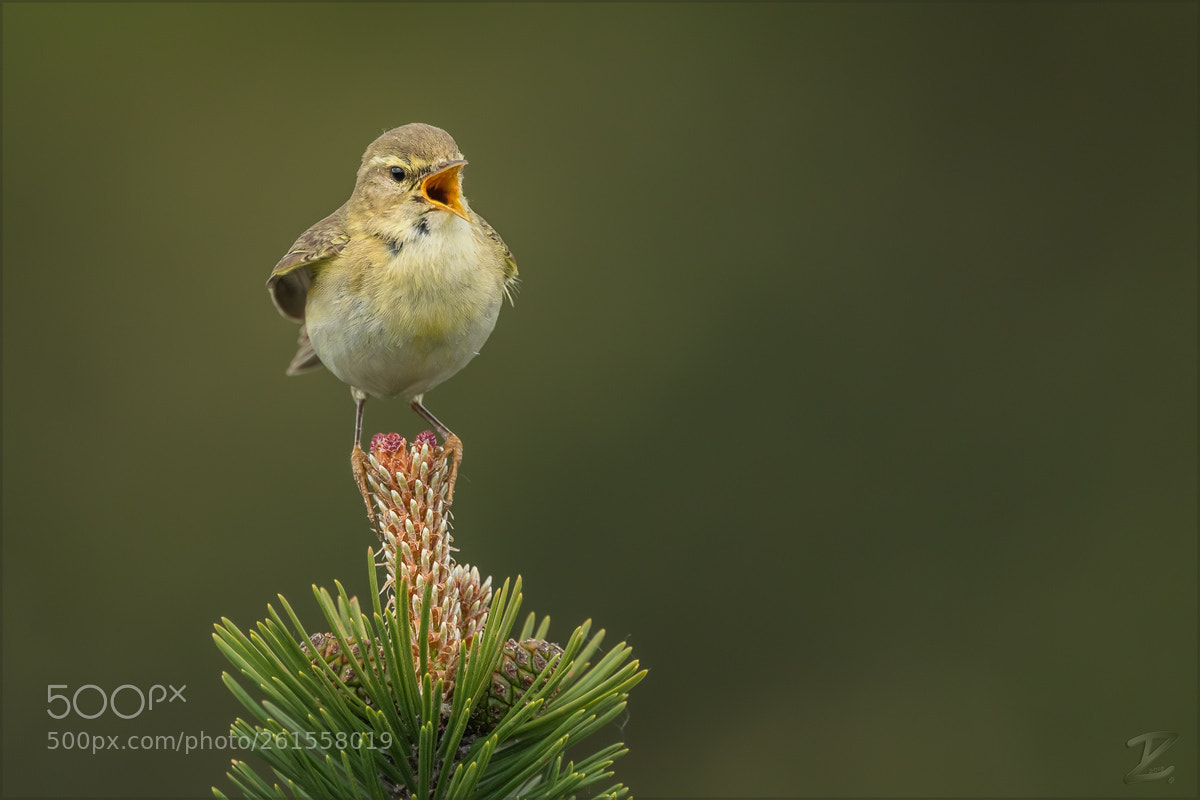 Canon EOS 7D Mark II sample photo. Fitis - willow warbler photography