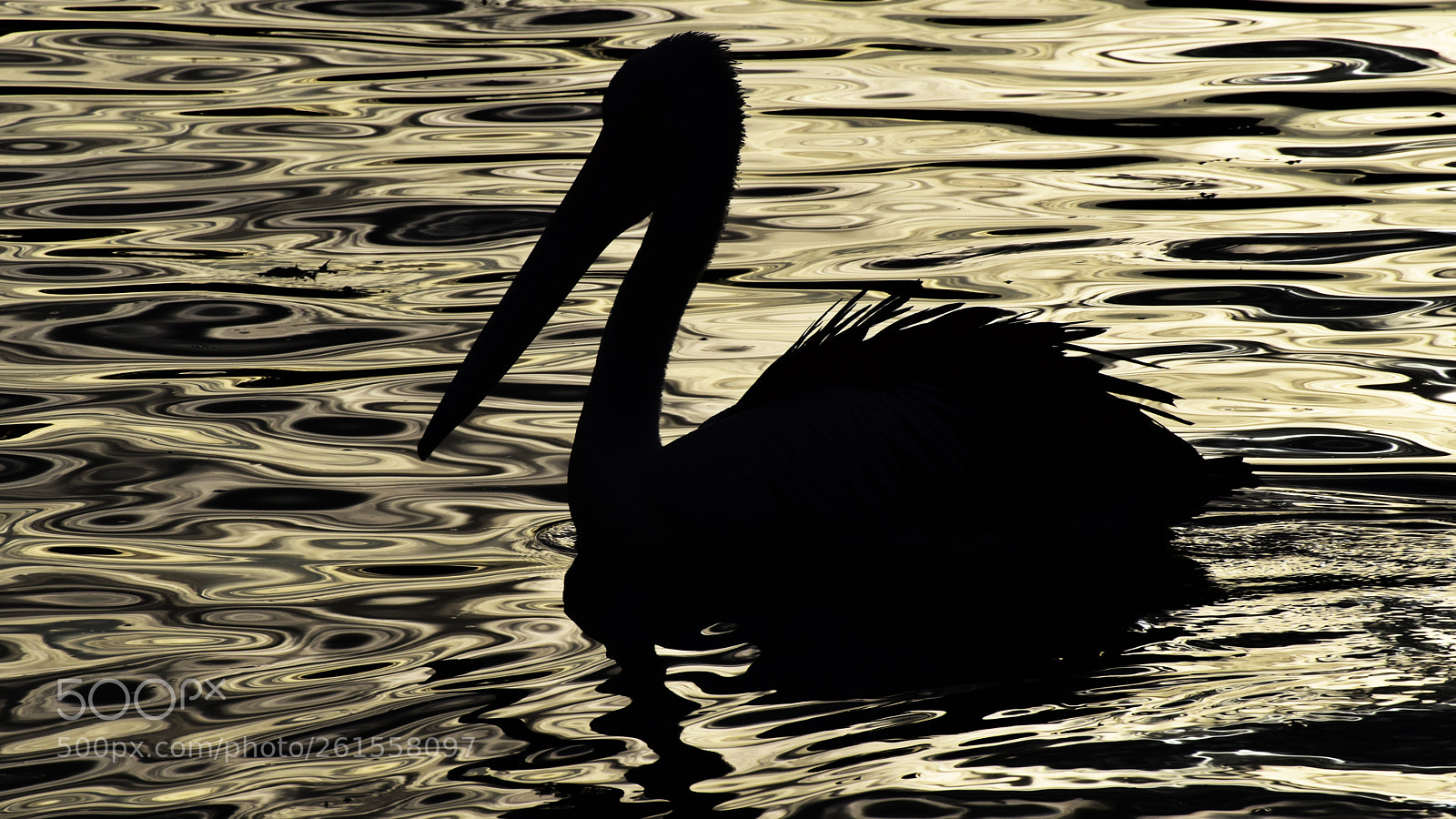 Nikon D810 sample photo. Pelican silhouette on soft photography
