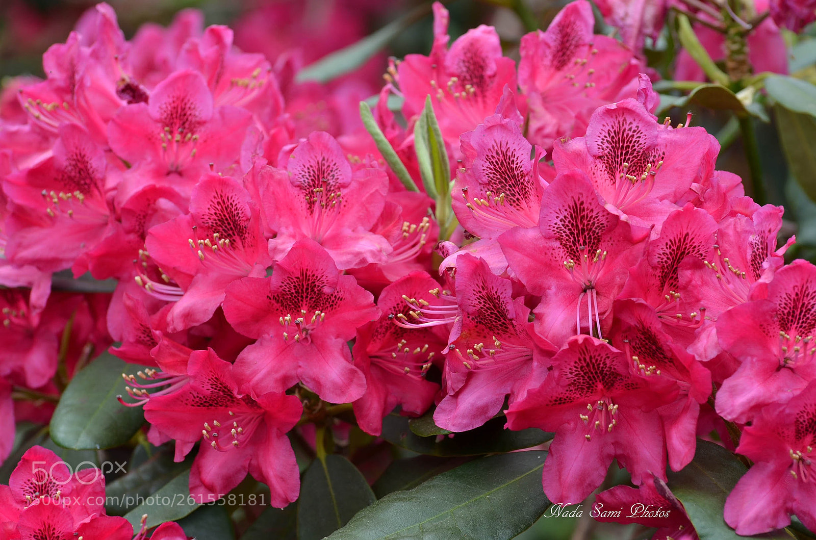Nikon D5100 sample photo. Rododendrans photography