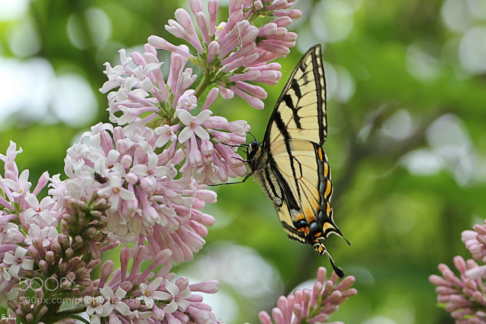 Canon EOS 550D (EOS Rebel T2i / EOS Kiss X4) sample photo. Monarch butterfly photography