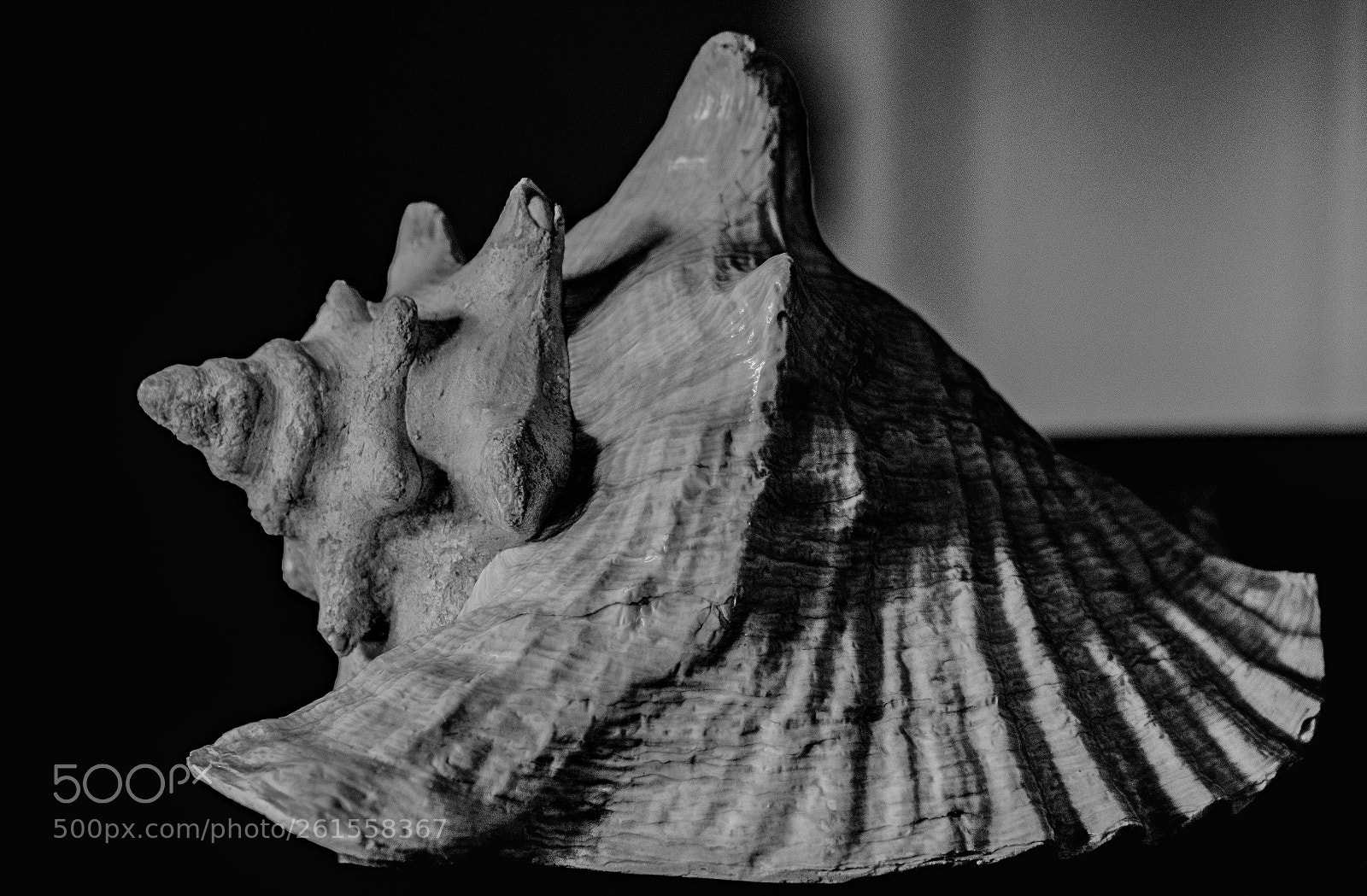 Sony a6300 sample photo. Shell photography