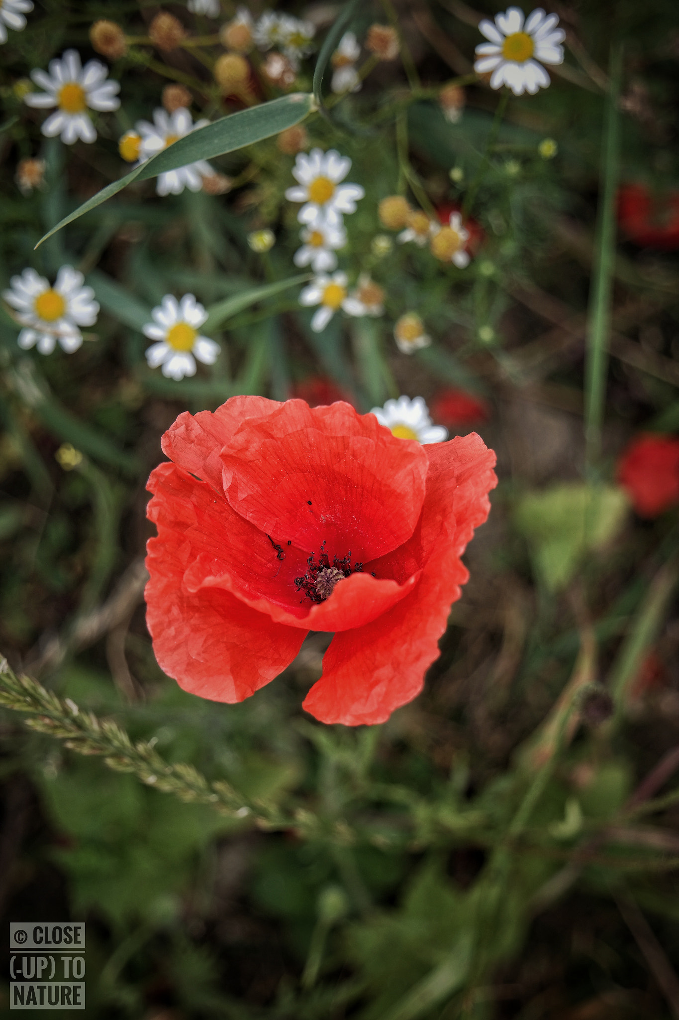 Samsung NX300M sample photo. Poppie (3) photography