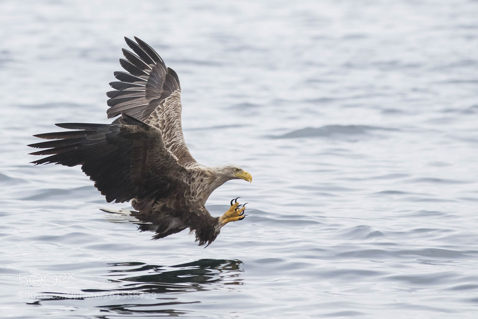 Canon EOS 5DS sample photo. Attack! photography