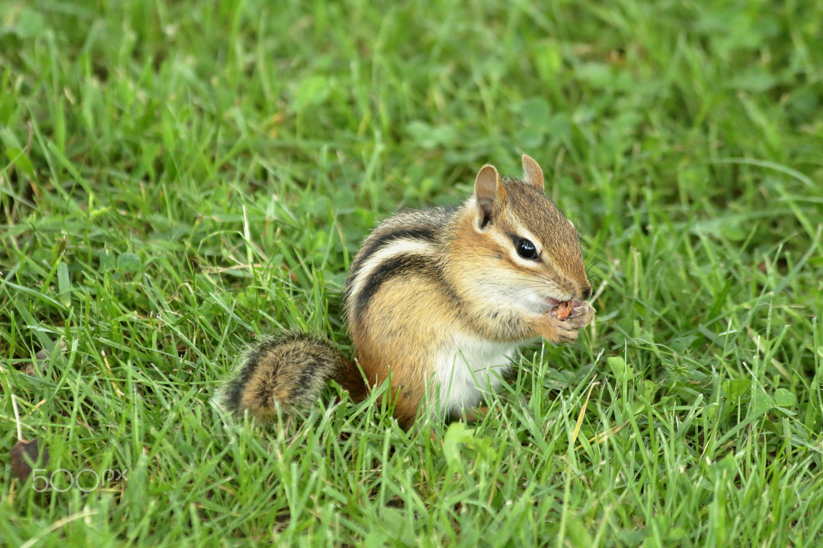 Canon EF 70-300mm F4-5.6 IS USM sample photo. Snack time .... photography