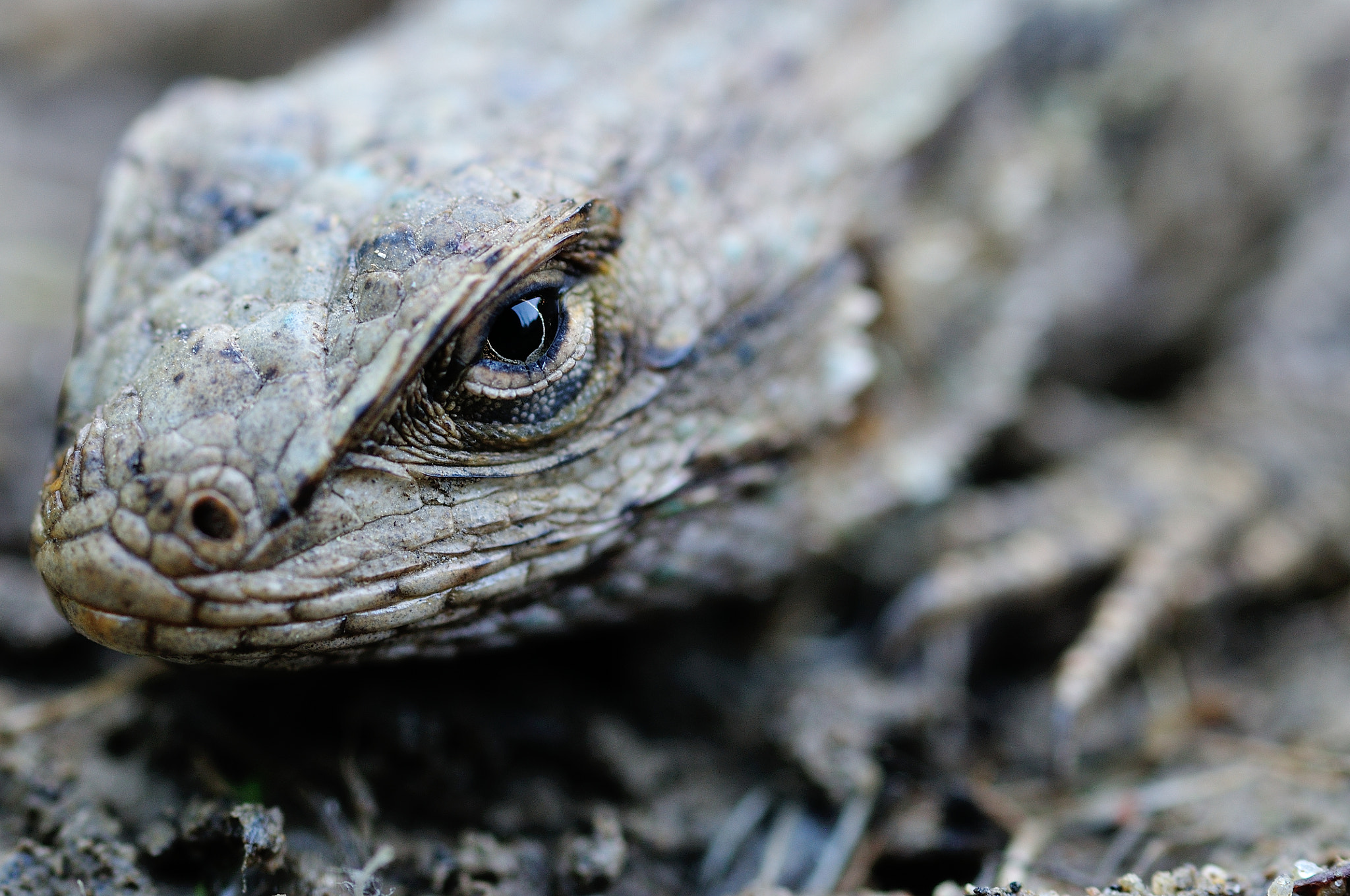 Nikon D300S sample photo. Lizard face photography