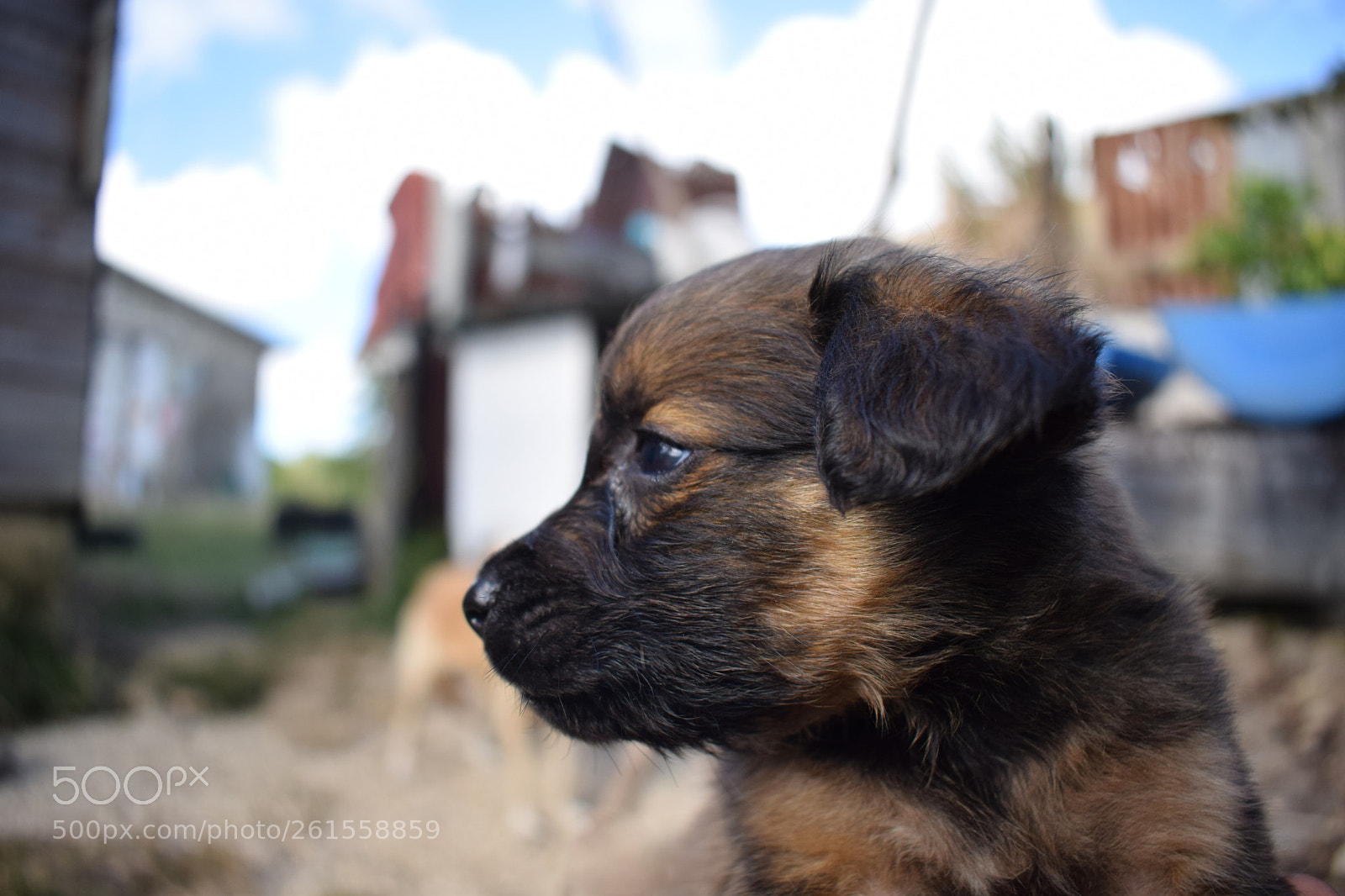 Nikon D3300 sample photo. Puppy!!! photography