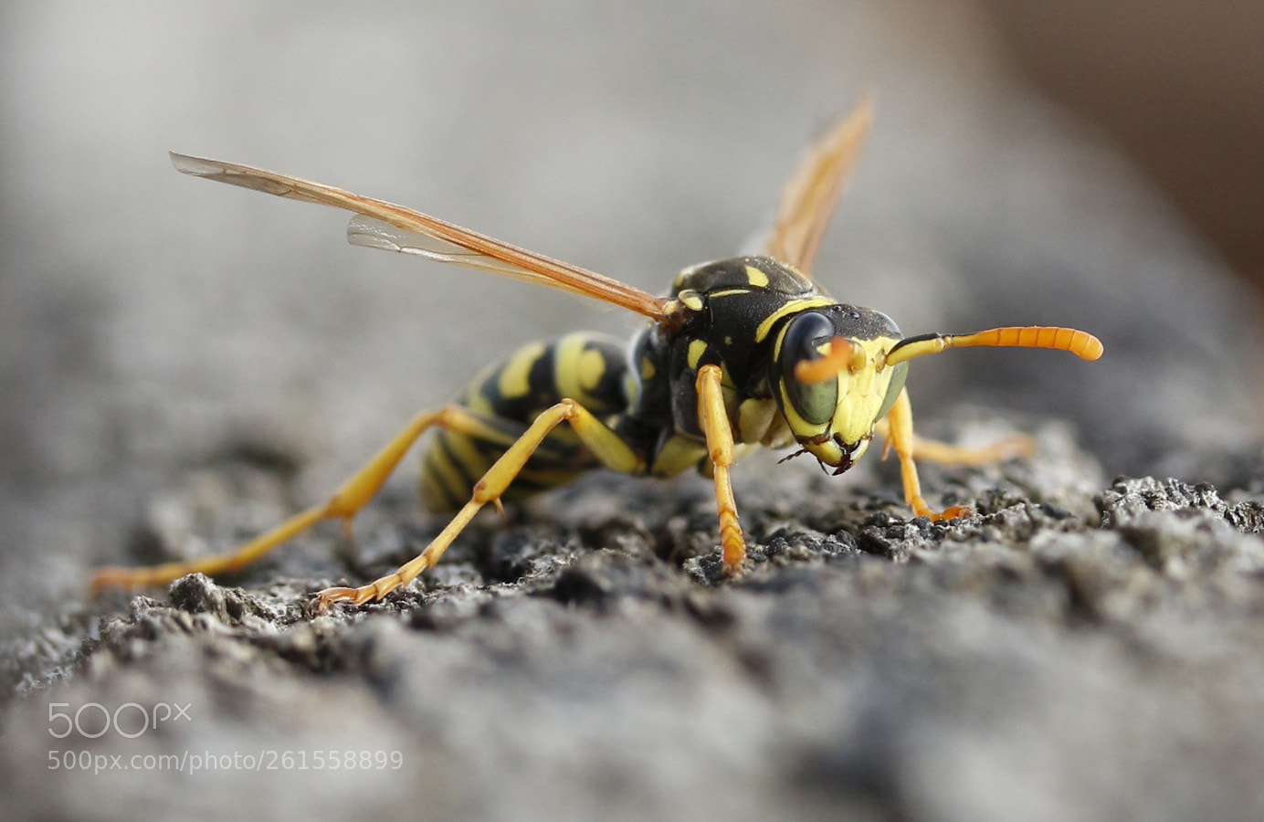 Canon EOS 650D (EOS Rebel T4i / EOS Kiss X6i) sample photo. Wasp photography
