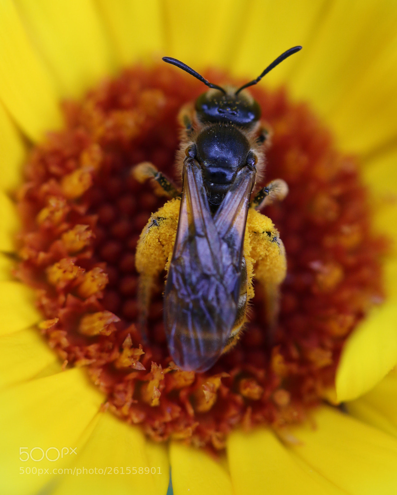 Canon EOS 70D sample photo. Full pockets photography