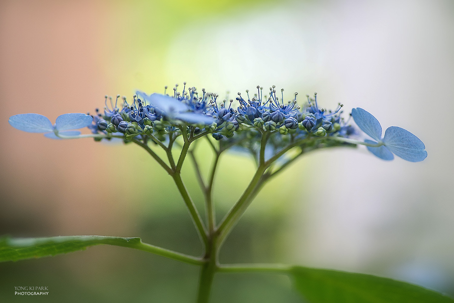 Pentax K-1 sample photo. At the early days of the summer-8 photography